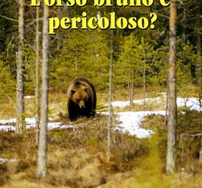 L'orso bruno è pericoloso?